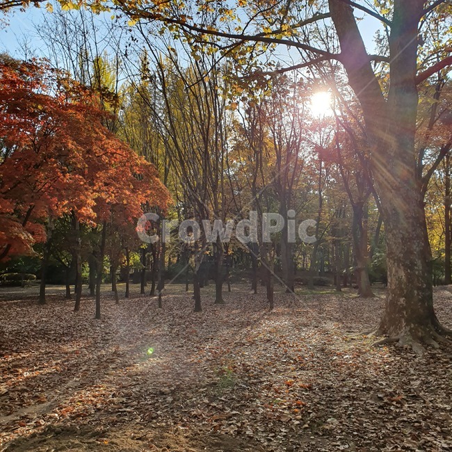 tree,나무,plant,식물,단풍,가을,단풍나무,낙엽,자연