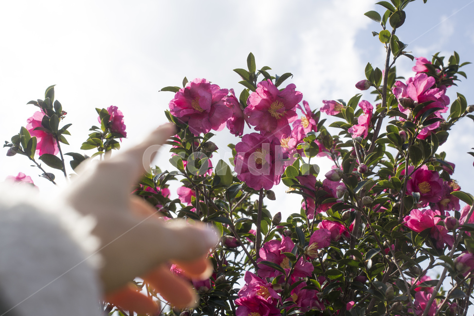 동백꽃,동백나무,동백,꽃,카멜리아,식물,사람,손,식물,자연,plants,nature,꽃,flower
