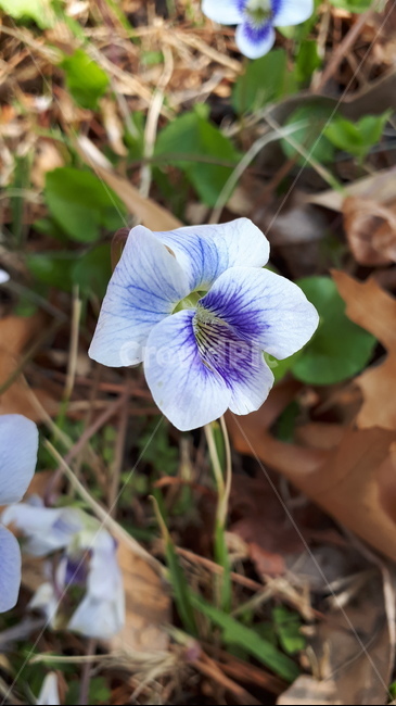 봄꽃,보라꽃,야생화,4월,들판,보라,바이올렛,flower,violet,wildflower,violetflower,april,spring,blossom,pastel,beautiful,파스텔,식물,자연,plants,nature,꽃,flower