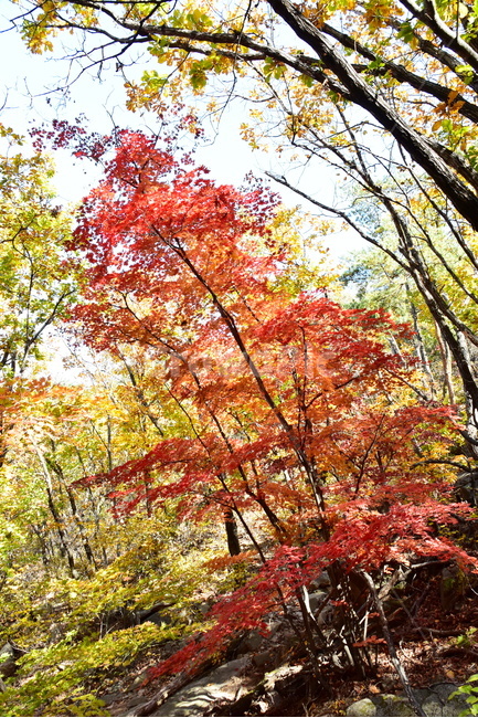 가을,단풍,울긋불긋,계절,시즌,아름다운,풍경,가을색,가을,계절,fall,autumn,season,tree,나무,plant,식물,maple,leaf,잎