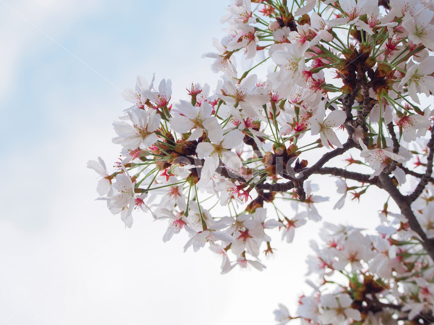 plant,식물,blossom,꽃,flower,벚꽃,사쿠라,sakura,하늘,봄,식물,자연,plants,nature,꽃,flower