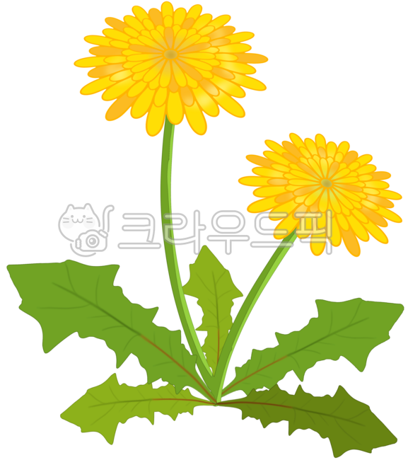민들레,민들레꽃,봄꽃,봄,식물,꽃,봄맞이,계절,봄나들이,봄소풍,꽃구경