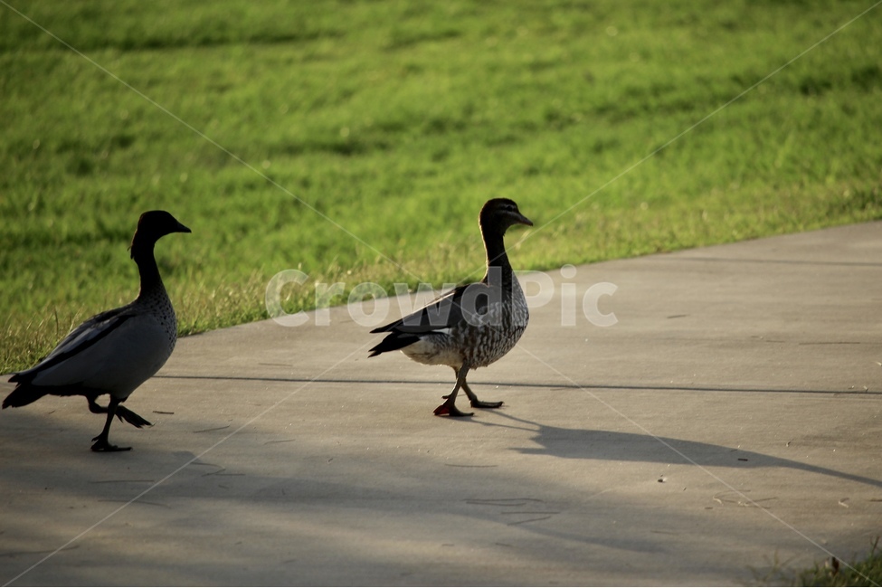 오리,동물,동물피사체,공원,해질녘,여유로움,cozy,duck,animal