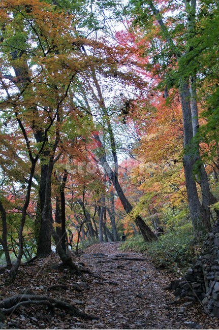가을,단풍,나무,자연,식물,풍경,자연풍경,감성,autumn,nature,season,계절,emotion,trees,산길,낙엽,가을,계절,fall,autumn,season,tree,tree trunk,나무 줄기,plant