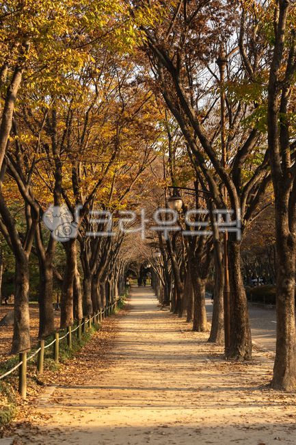 인천대공원,산책로,가을,단풍,가을단풍,낙엽,단풍터널,관광지,관광명소,그림자,실외,경치,숲,나무,autumn,forest,outdoor,wood,leaves