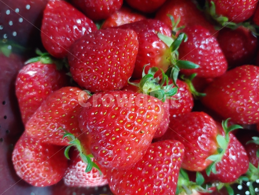 딸기,과일,빨강,제철과일,꿀딸기,음식,식재료,요리,food,cook,meal,dishes,food reserves,과일,열매,fruit