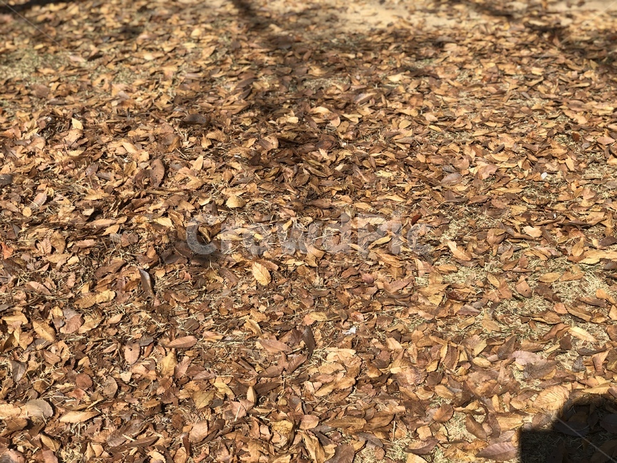 ground,바닥,road,도로,낙엽,가을,단풍,가을,계절,fall,autumn,season