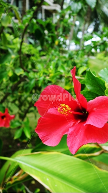 꽃,빨간꽃,식물,자연,flower,식물,자연,plants,nature,꽃,flower