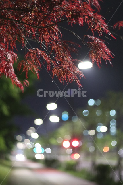 야경,우중,단풍,붉음,보케,가을,계절,fall,autumn,season,식물,자연,plants,nature,plant,leaf,잎,tree,나무