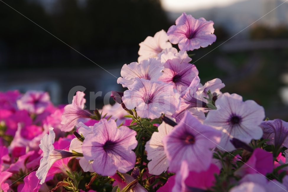 꽃,핑크,보라빛,저녁,노을빛,식물,자연,plants,nature,꽃,flower