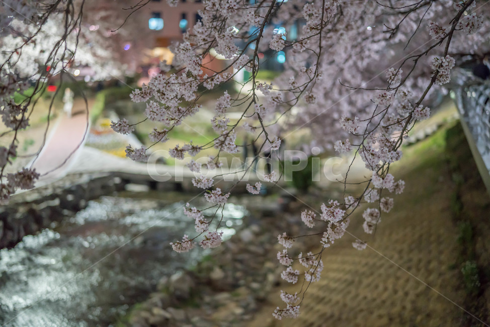 blossom,cherryblossom,벚꽃,야간벚꽃,무거천