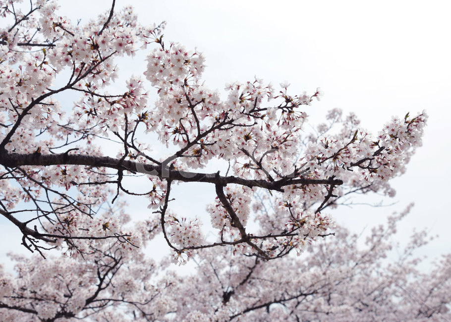 벚꽃,봄,꽃,flower,blossom,식물,plant,자연,봄,계절,spring,season