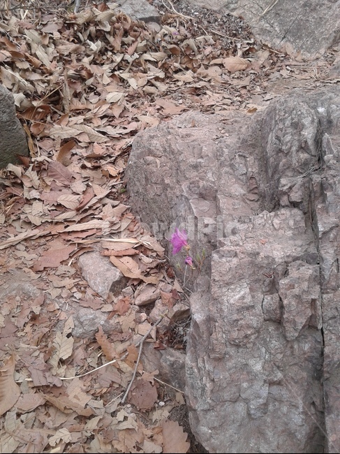 진달래,영취산,이교관,홀로핀,꽃과돌,식물,자연,plants,nature,꽃,flower