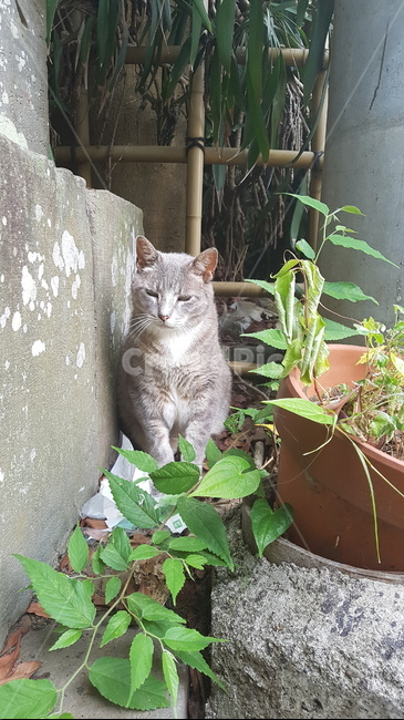 vase,병장식,pottery,도기류,pottedplant,화분,항아리,jar,plant,식물,고양이,cat