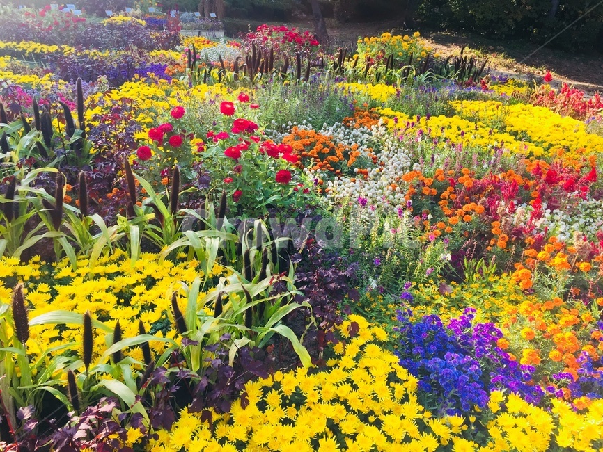 꽃밭,꽃,알록달록,숲,양재시민의숲,식물,자연,plants,nature,꽃,flower