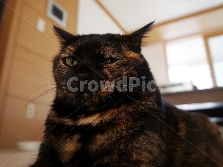 동물,고양이,냐옹이,코리안숏헤어,코숏,동물,animal,포유류,mammal,고양이,cat,kitten,kitty