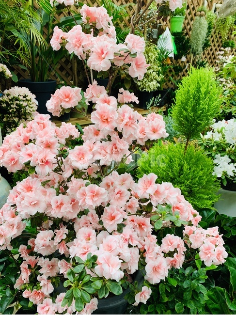 귀부인꽃,양재동,화훼단지,연분홍꽃,봄