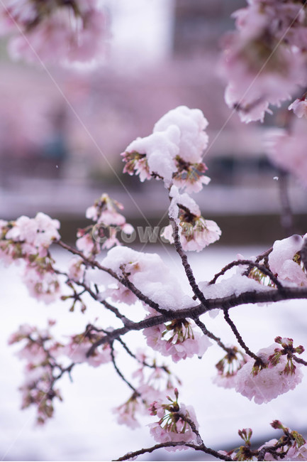 벚꽃,봄,겨울,눈,눈꽃,이상기온,풍경,식물,plant,flower,snow,cherryblossom,bossom,winter,spring