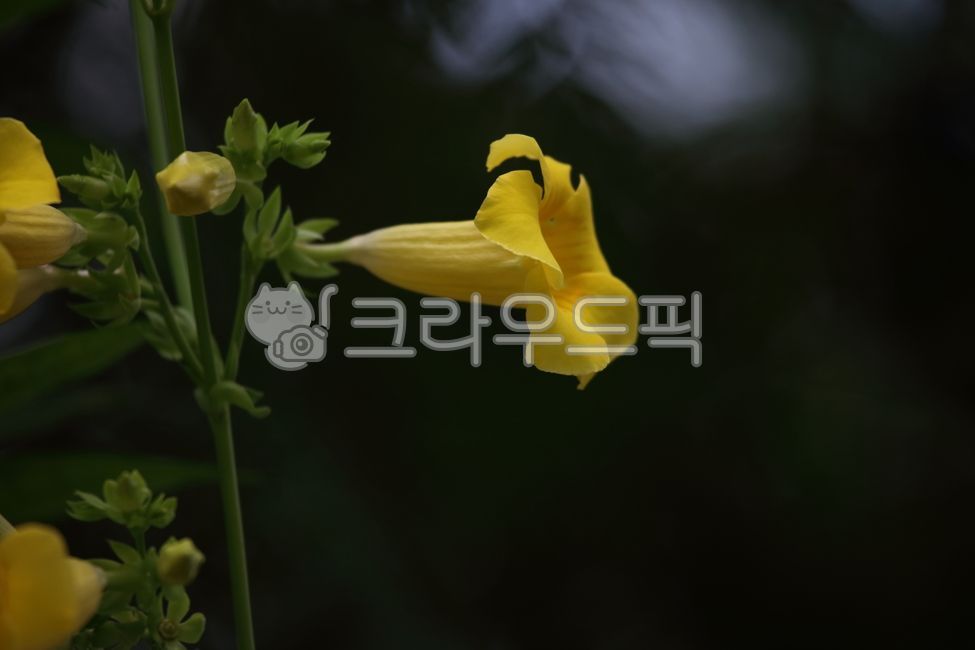 알라만다,꽃,노랑,종교식물,allamanda