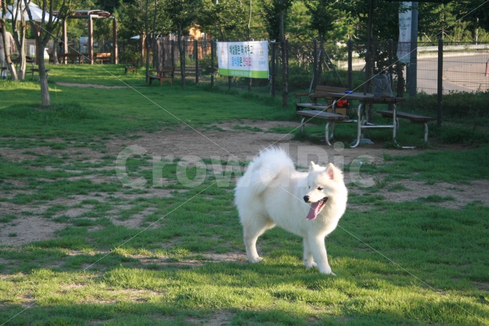 강아지,산책,개,공원,동물,대형견,동물,animal,포유류,mammal,개,강아지,dog,doggy