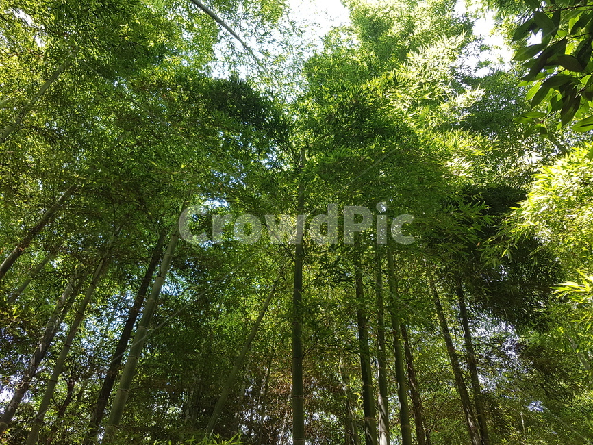 숲,산,대나무,초록,힐링,자연,나무