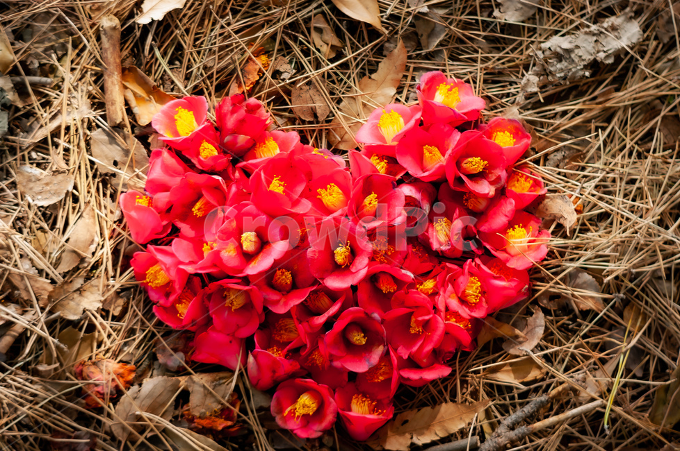 plant,식물,꽃,flower,동배꽃