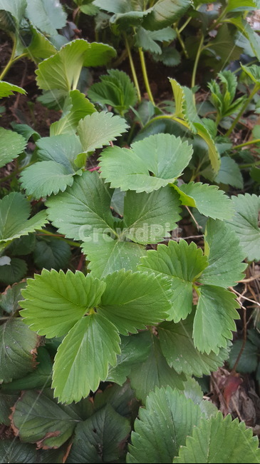 딸기,딸기잎,초록,딸기묘종,딸기풀,식물,자연,plants,nature