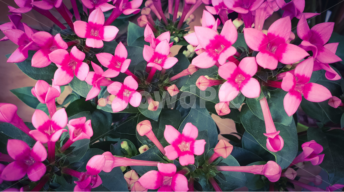 봄,꽃,화분,화초,핑크,식물,자연,plants,nature,꽃,flower