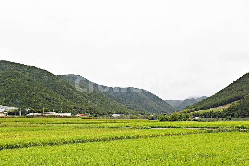 벼,논,농작물,쌀,곡식,자연,옥외,들,농촌,시골,시골,마을,풍경,landscape,country,rural,town