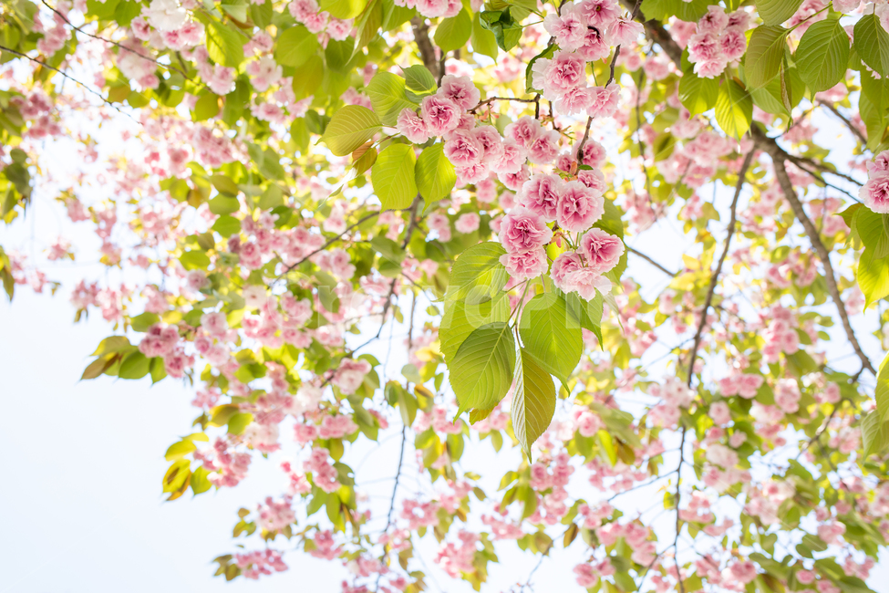 pink,cherryblossom,in full bloom,trees,branch,spring flowers,spring,plants,cherry trees,season,pink flowers,flowers,springtime,nature,tree,branches,flower,outdoor,cherry blossoms,background,plant,blossoms,double cherry blossoms,Yoshino cherry blossoms
