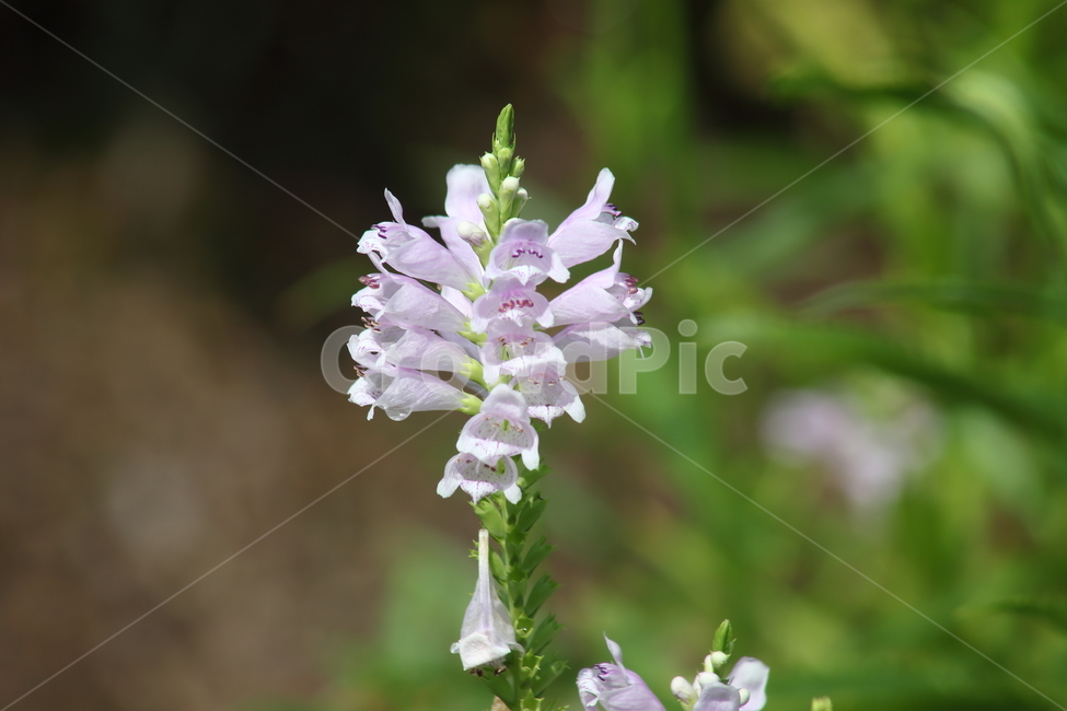 꽃범의꼬리,꽃,식물,physostegiavirginiana,plant