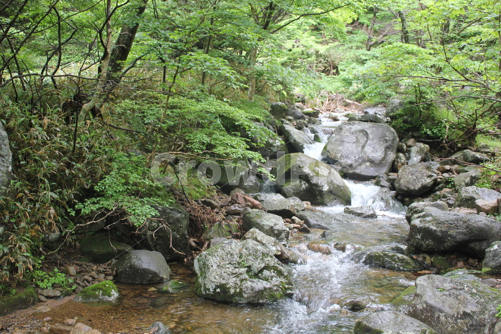 나무,자연,산,경관,식물,자연,풍경,nature,landscape,water,물,outdoors,옥외,stream,흐름,creek,작은 만