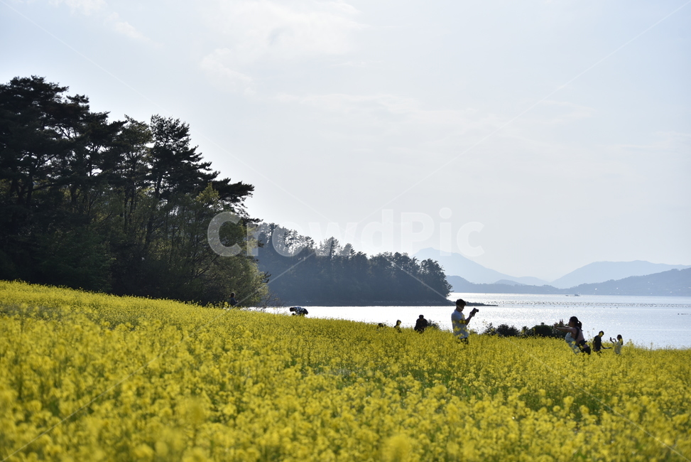 유채꽃,바다,꽃밭,노란색,풍경,자연,바닷가,봄,나들이,자연,풍경,nature,landscape,식물,plants,꽃,flower,field,들,grassland,목초지,outdoors,옥외,farm,농장,rural,농촌,meadow
