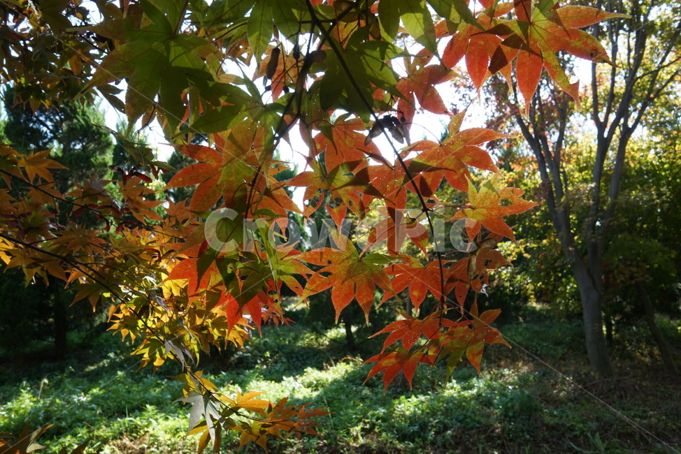 나무,단풍나무,단풍잎,가을단풍,leaf,잎,plant,식물,tree,maple,단풍,가을,계절,fall,autumn,season,식물,자연,plants,nature,나무,trees,wood