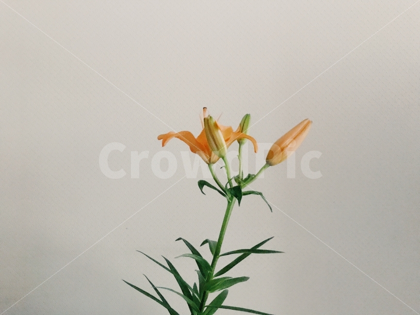꽃,꽃사진,분위기,감성,감성사진,식물,자연,plants,nature,꽃,flower,실내용화초,화분,화초,house plant,인테리어,실내디자인,interior design