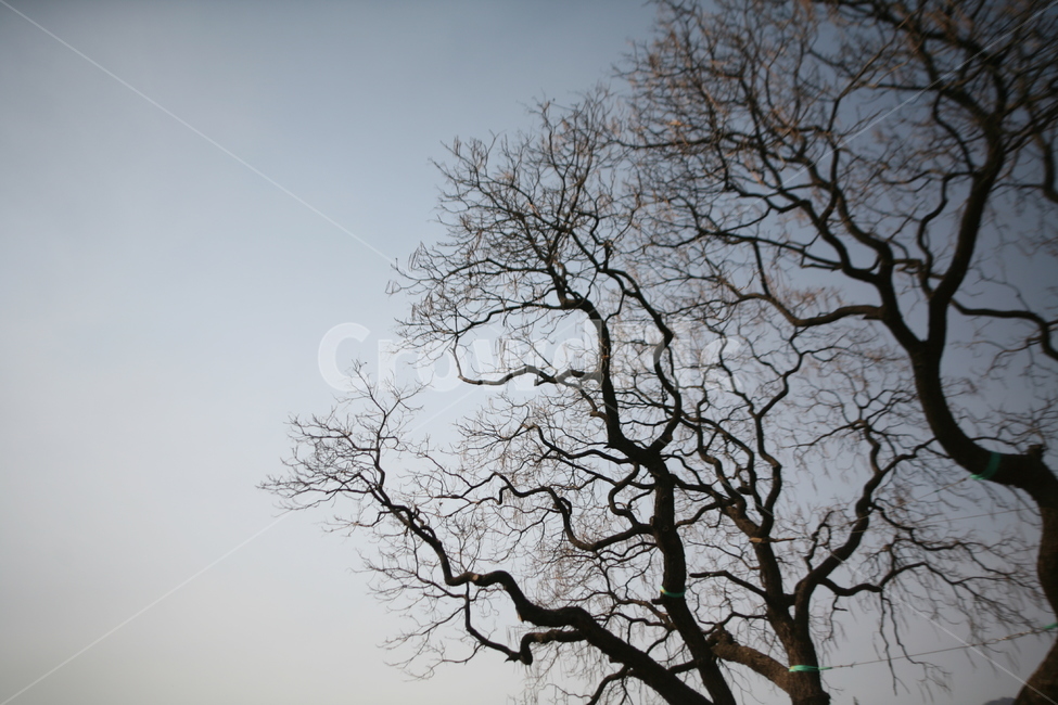 하늘,구름,나무,겨울,자연,plant,식물,tree,treetrunk,나무줄기