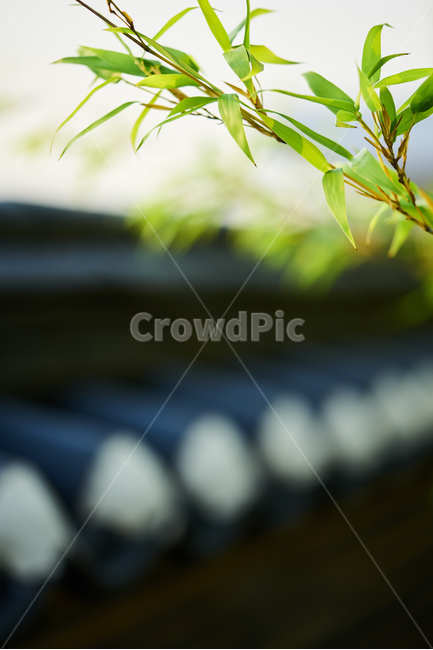 대나무,기와,절,사찰,사군자,식물사진,나뭇잎,한국전통,한국문화,korean traditional,korean culture,식물,자연,plants,nature