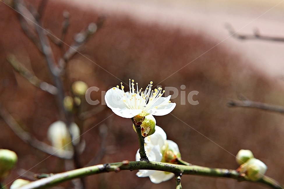 매화,매화꽃,꽃,꽃잎,봄꽃,봄,매화나무,식물,식물,자연,plants,nature,꽃,flower