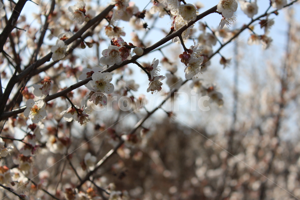 꽃,길가,색감,봄,spring,계절,분위기,flower,매화,벚꽃,겹벚꽃,흰꽃,white,sensitive,feeling
