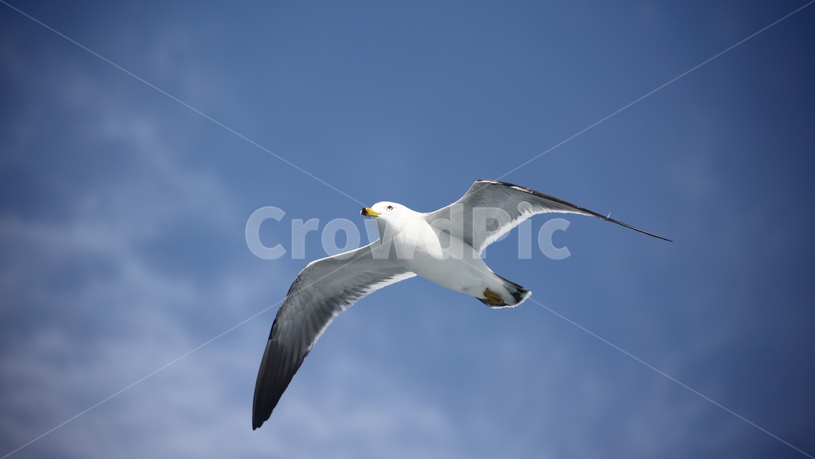 갈매기,바다새,대형조류,commongull,mewgull,laruscrassirostris,괭이갈매기,동물,animal,조류,새,birds