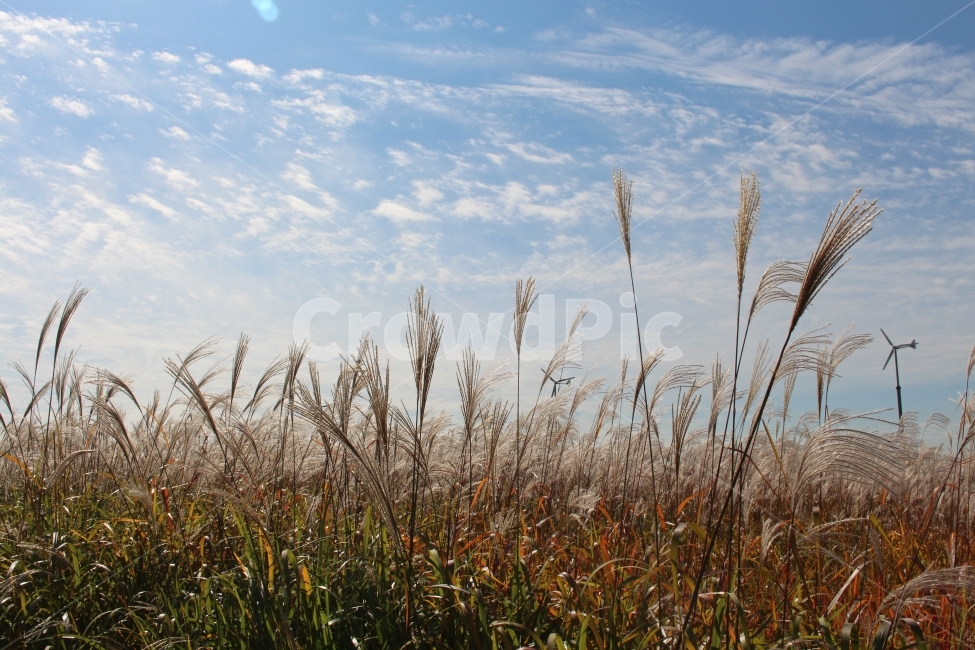 가을,하늘,구름,하늘공원,억새,가을,계절,fall,autumn,season,자연,풍경,nature,landscape,grass,잔디,plant,식물,lawn
