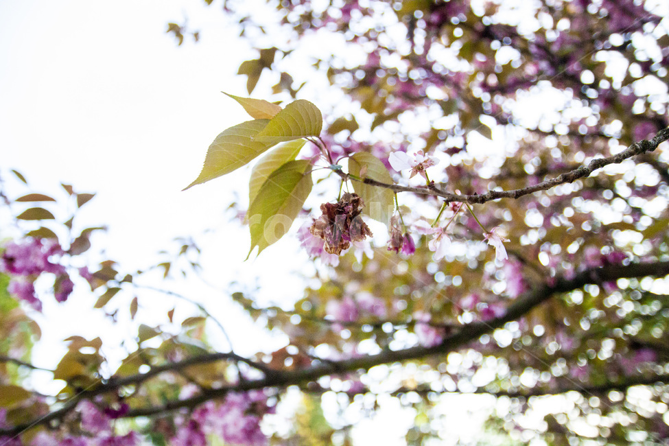 꽃,벚꽃,진꽃,cherryblossom,darkflowers,배경화면