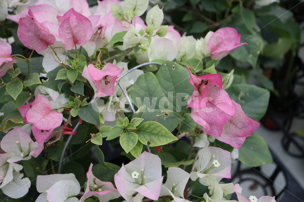 blossom,꽃,flower,plant,식물,부겐빌레아,bougainvillea,관목,핑크엔젤,부겐베리아,온실,쌍떡잎식물