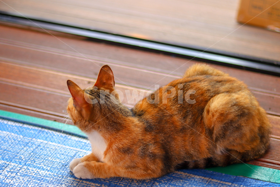 고양이,냐옹이,야옹이,길고양이,cat,동물,animal,straycat