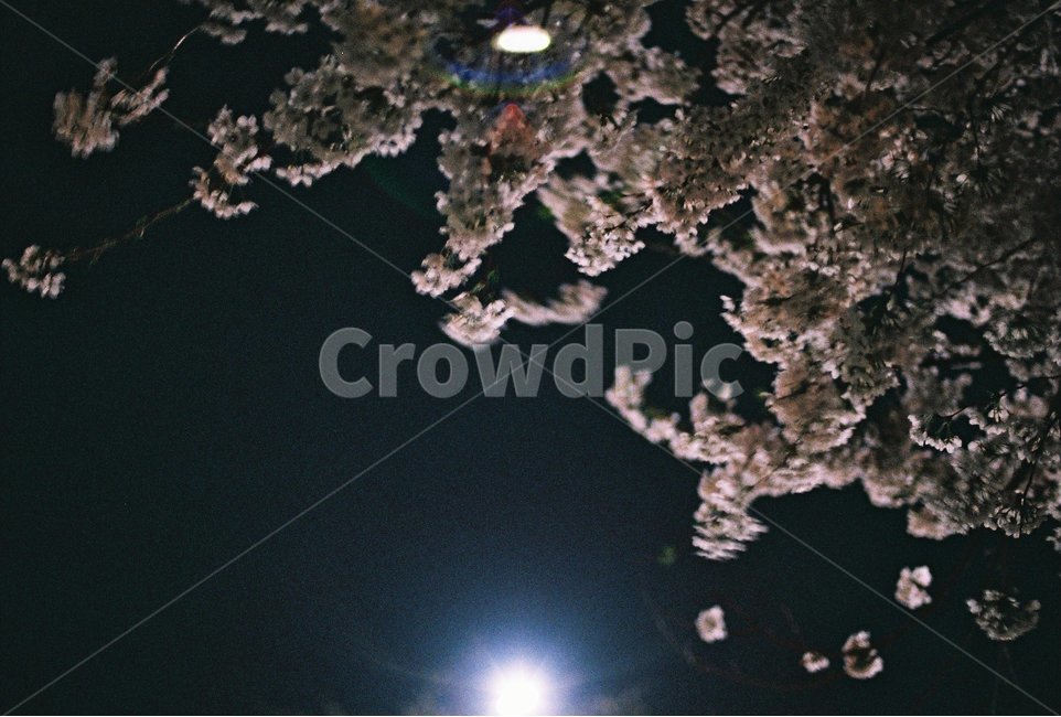 벚꽃,벚꽃야경,감성,감성사진,필름,필름사진,봄,계절,spring,season,야경,밤,풍경,nightscape,night,landscape,식물,자연,plants,nature,꽃,flower,감성,sensible,feeling