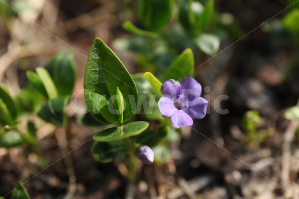 봄,정원,보라색,접사,꽃,식물,자연,plants,nature,꽃,flower