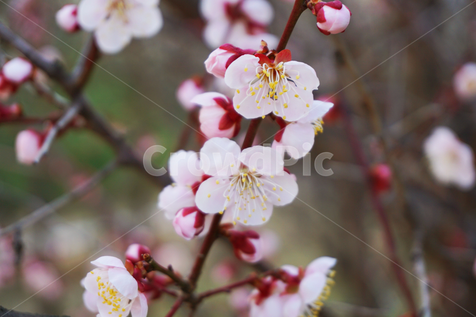매화,꽃,봉우리,꽃봉우리,봄,분홍색,pink,flower,봄,계절,spring,season,plant,식물