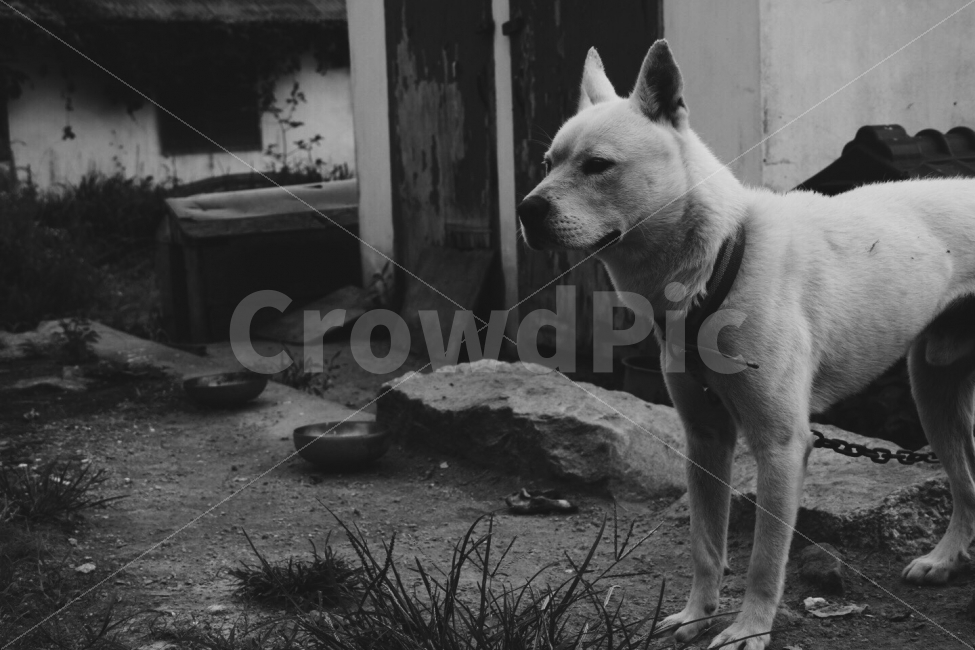 개,흑백,모델,진돗개,시골,동물,animal,포유류,mammal,개,강아지,dog,doggy,흑백,모노톤,monochrome,black and white