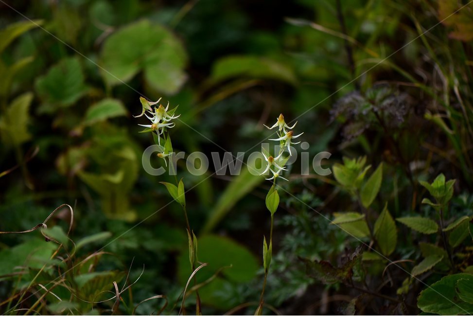 닻꽃,야생화,식물,자연,꽃,생태,힐링,플라워,wildflower,flower,plants,nature,season,감성,느낌,emotion,feeling,여름,용담목,용담과,닻꽃속,식물,자연,plants,nature,꽃,flower