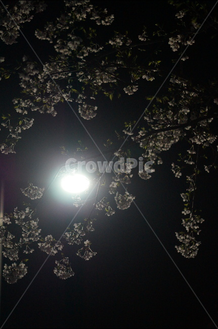 벗꽃,야경,가로등,흰색,빛,밤,봄,계절,spring,season,야경,밤,풍경,nightscape,night,landscape,식물,자연,plants,nature,꽃,flower,light,flare,플레어